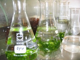 ExxonMobil effectue des recherches sur les biocarburants à partir d'algues