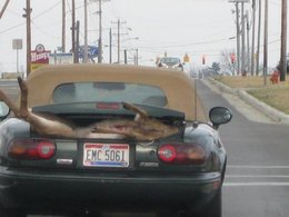 Scène normale : il rentre de la chasse en Mazda MX5 avec un daim dans le coffre