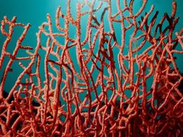 Une marée noire menace la grande barrière de corail australienne
