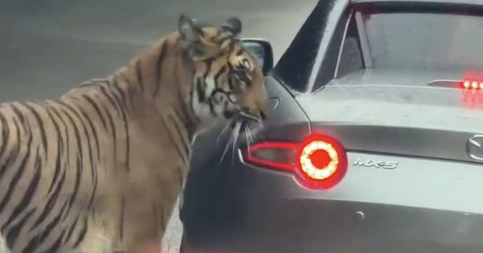 Pourquoi ce tigre s’intéresse-t-il autant à cette Mazda MX-5 coincée dans les embouteillages