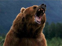 Question du jour n° 153 : quel grizzly a été vice-champion du monde des rallyes ?