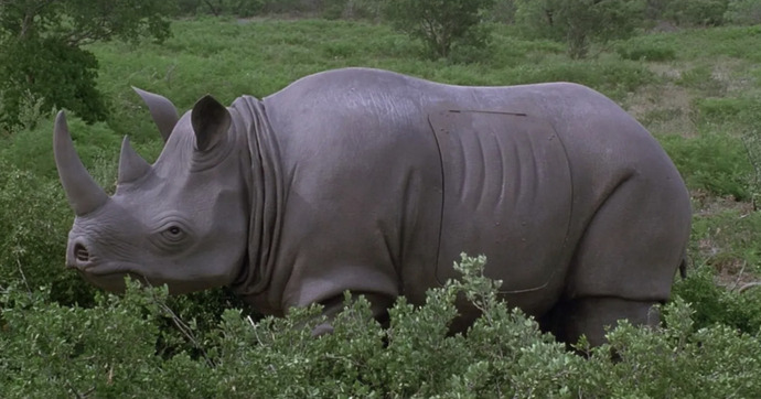 Qui veut rouler en rhinocéros d’Ace Ventura ?