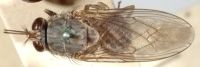 Insolite : La mouche Tsé-Tsé a encore frappé
