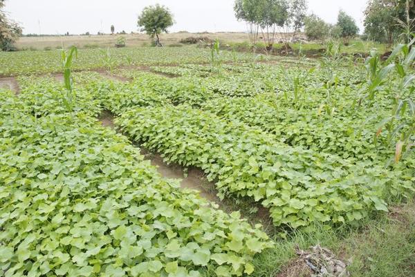 Biodiesel : un projet de plantation de jatropha en Inde signé Daimler 