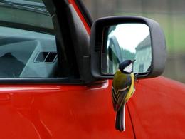 Respecter la vitesse pour protéger les oiseaux
