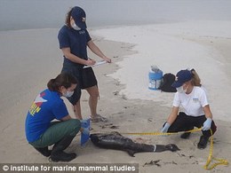 Les scientifiques déroutés par la mort inexpliquée de nombreux dauphins se tournent vers BP pour une explication
