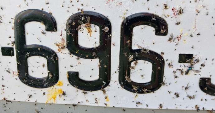 Comment votre plaque d’immatriculation peut faire avancer la science et la connaissance de la biodiversité