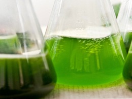 Des chercheurs américains mettent au point du biocarburant grâce à des microbes