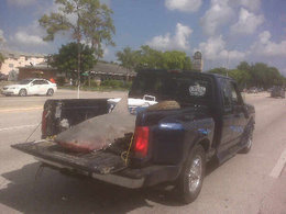 Insolite : il transporte un requin dans son pick-up