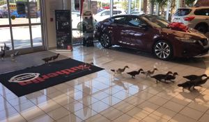 Des canards adoptés par un concessionnaire Nissan