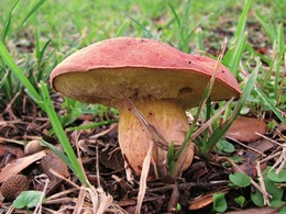 Ford prêt à intégrer des matériaux à base de champignons dans ses véhicules