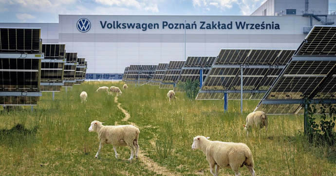 Pourquoi 100 moutons travaillent désormais dans une usine Volkswagen
