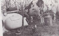Insolite : traire les vaches avec un scooter Vespa !!!