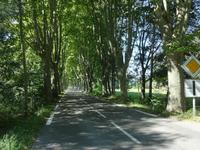 Sécurité routière - Abattage de platanes, la guerre est déclarée