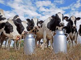 Les vaches fourniront-elles le carburant de demain ?