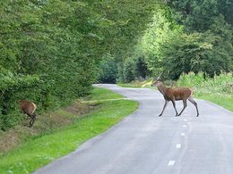 Insolite : une joggeuse attaquée par un "cerf volant"