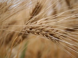 Sécheresse : bétail ou agrocarburant, il faut choisir