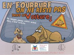 « En fourrure, on ne reste pas dans la voiture » : les recommandations de la SPA