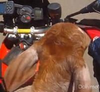 Le motard ramène le petit veau sur sa moto
