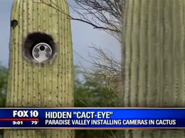 Insolite : un radar caché dans un cactus aux Etats-Unis