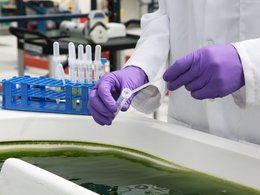 Biocarburants à partir d'algues : des nouvelles sur les recherches d'Exxon Mobil et de Synthetic Genomics