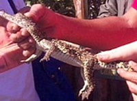 Un automobiliste arrêté avec 1000 bébés crocodiles dans son véhicule