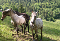 45 chevaux disparus : un 4x4 en récompense
