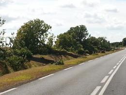 Comment abattre les platanes ? Avec un convoi exceptionnel !