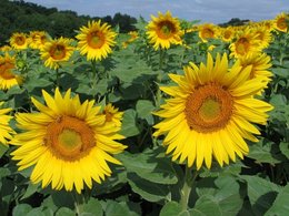 Agrocarburants - France Nature Environnement dénonce "des critères de durabilité incomplets"