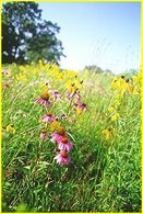 Biocarburant version « petite voiture dans la prairie » !