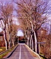 Canada : des arbres pour sauver des vies