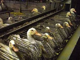 La graisse de canard, nouveau carburant vert ?