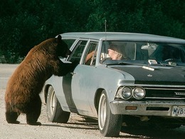 Attiré par un sandwich, un ours se retrouve au volant d'une voiture