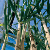 Un marché mondial des biocarburants en route : producteurs et consommateurs embarqués