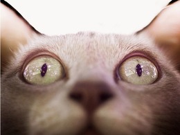 Le prêtre trouve un chat coincé dans son moteur