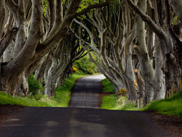 Les arbres au bord des routes, victimes injustes de la Sécurité Routière ?
