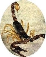 Le Scorpion devient caméléon... pour s'emparer de l'or