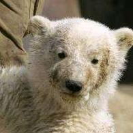 Ecologie: Knut pose sa griffe