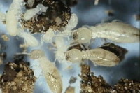 Les termites, des ouvriers pour l'éthanol !
