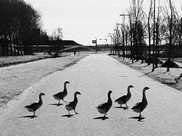 En Californie, on étudie les animaux tués sur la route pour tenter de réduire la mortalité