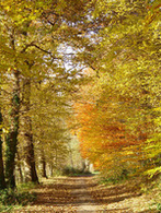 Belgique : les forêts wallonnes, le théâtre d'une chasse contre les engins motorisés !