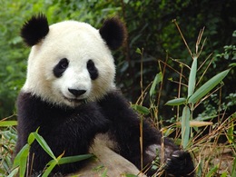 Les excréments de panda pourraient apporter une solution pour des biocarburants moins chers et plus propres