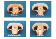 Quel est le lien entre un champignon et le bioéthanol ?
