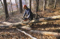 Les forêts italiennes, sources d'énergie verte !