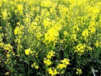 Belgique : Ecolo exige une certification environnementale et sociale des biocarburants