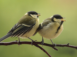Quand le bruit des routes oblige les oiseaux à adapter leur chant