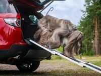 Land Rover lance des accessoires dédiés aux chiens
