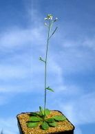 Biomasse en Italie : une plante source d'énergie propre
