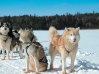 Nord du Canada : la motoneige pourrait être remplacée par le traîneau à chiens !