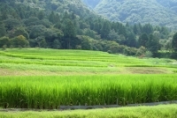 Japon : du biocarburant à partir des parties non comestibles du riz